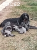 CHIOTS DRAHTHAAR
