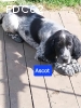 SETTER ANGLAIS BLUE BELTON