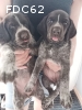 CHIOTS DRAHTHAAR