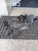 CHIOTS DRAHTHAAR