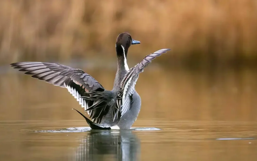 Circulaire de la Fédération Nationale des chasseurs : Gibier d'eau