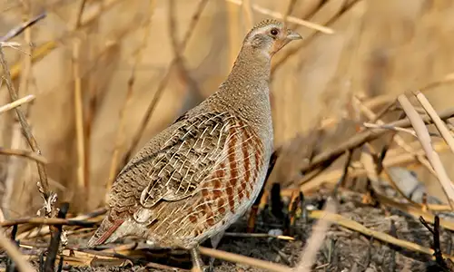 Chasse à la perdrix grise dans le Pas-de-Calais