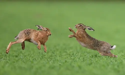Chasse au lièvre dans le Pas-de-Calais