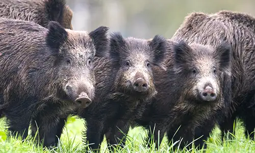 Chasse aux sangliers dans le Pas-de-Calais Chasse aux sangliers dans le Pas-de-Calais