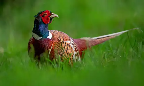 Chasse au faisan commun dans le Pas-de-Calais