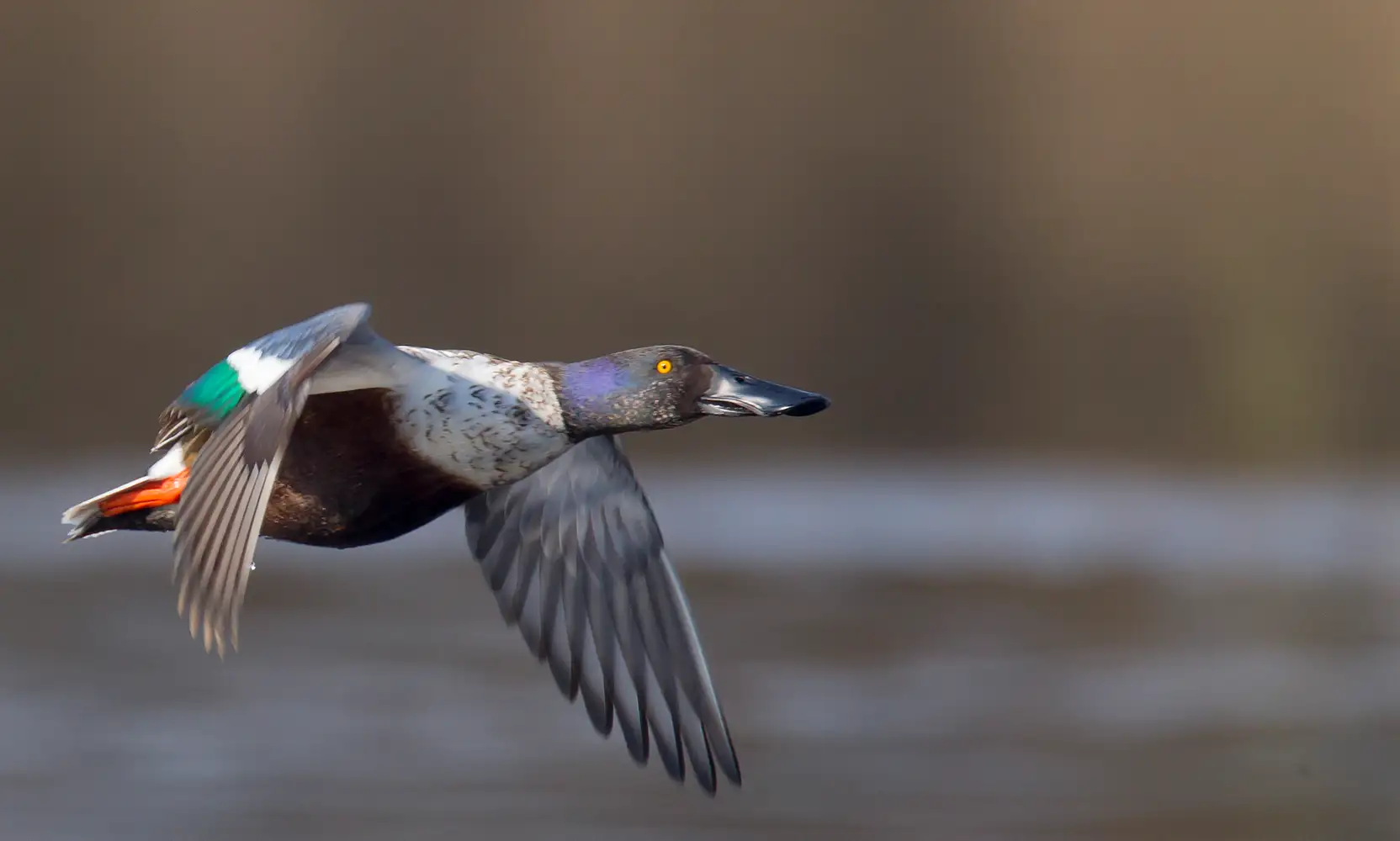 Chasse au gibier d’eau dans le Pas-de-Calais Chasse au gibier d'eau dans le Pas-de-Calais