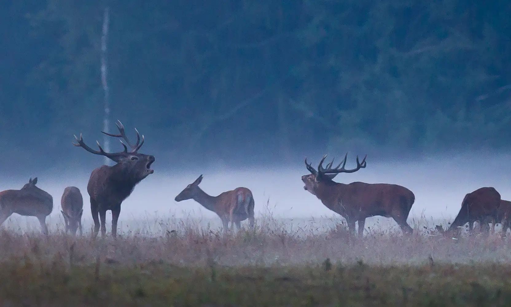 chasse-grand-gibier-pas-de-calais