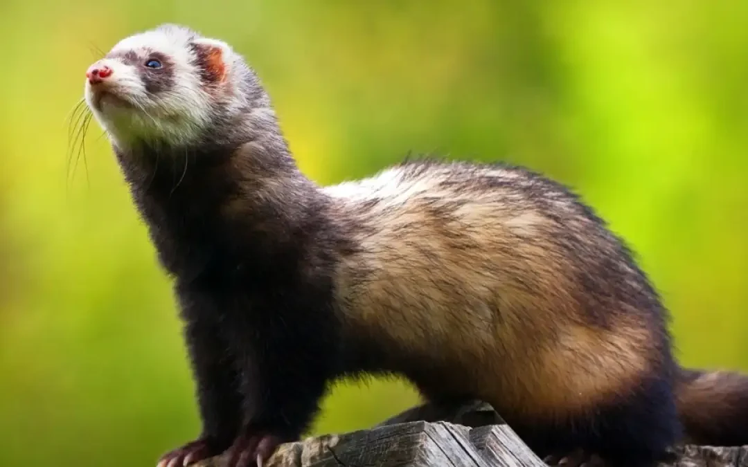 Conseil d'état déclassement du Putois