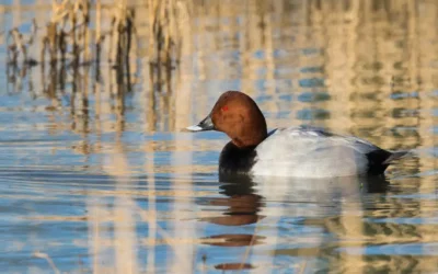 Consultation publique gibier d&rsquo;eau