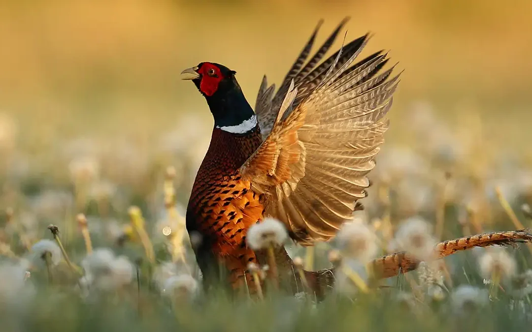 Arrêté grippe aviaire 62