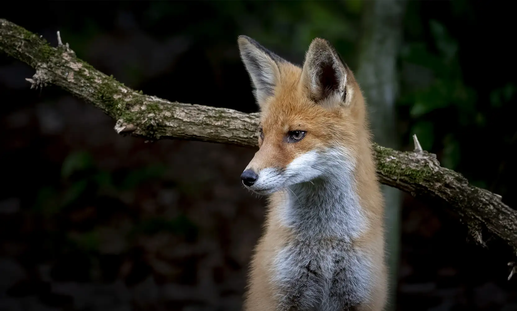 Démarches simplifiées – Fédération des chasseurs du Pas-de-Calais Démarches simplifiées - Fédération des chasseurs du Pas-de-Calais