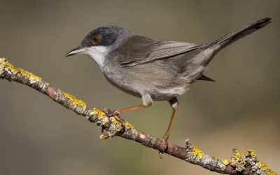 Passage en « risque modéré »