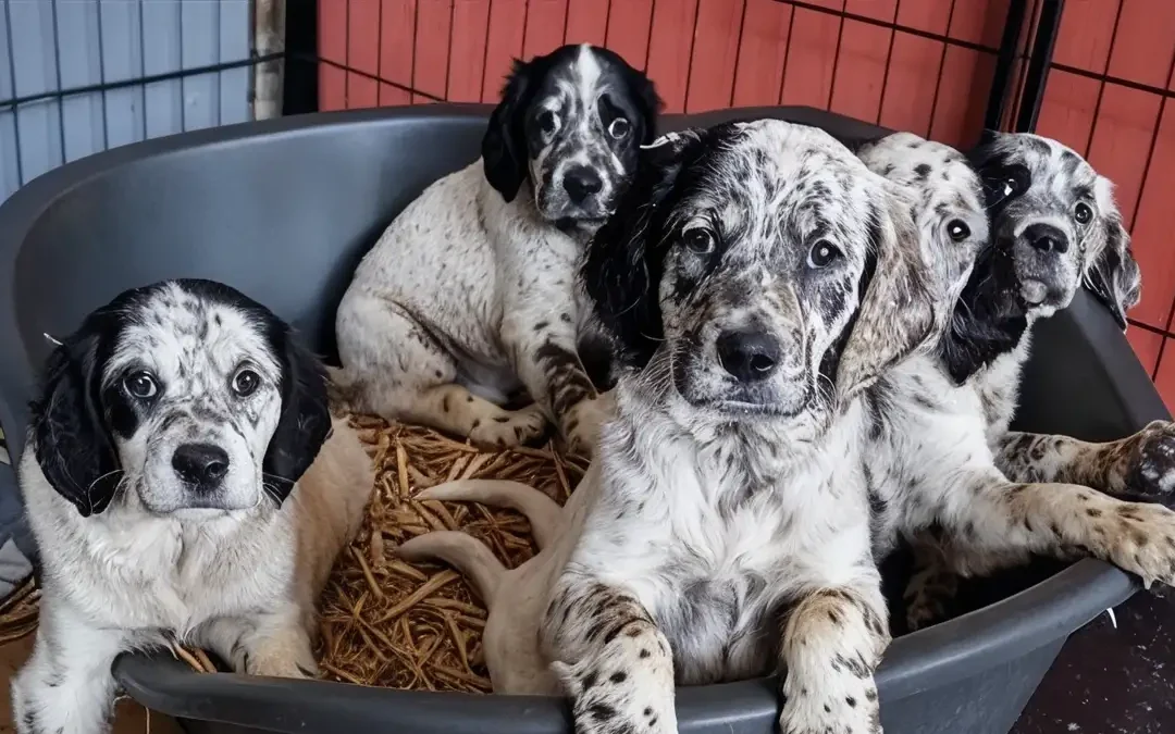 Chiots Setter Anglais