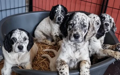 Chiots Setter Anglais