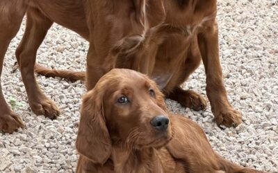 5 Chiots femelle LOF setters irlandais