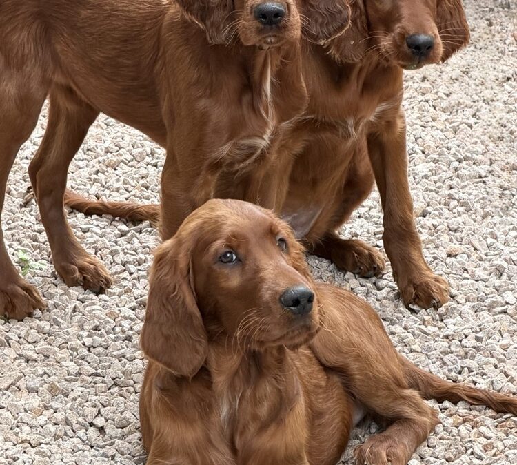 5 Chiots femelle LOF setters irlandais