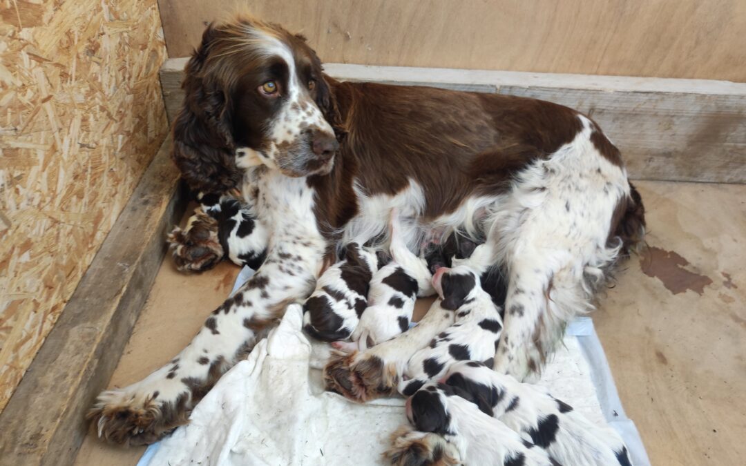 A réserver chiots English Springer Spaniel
